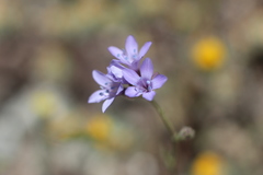 Gilia achilleifolia