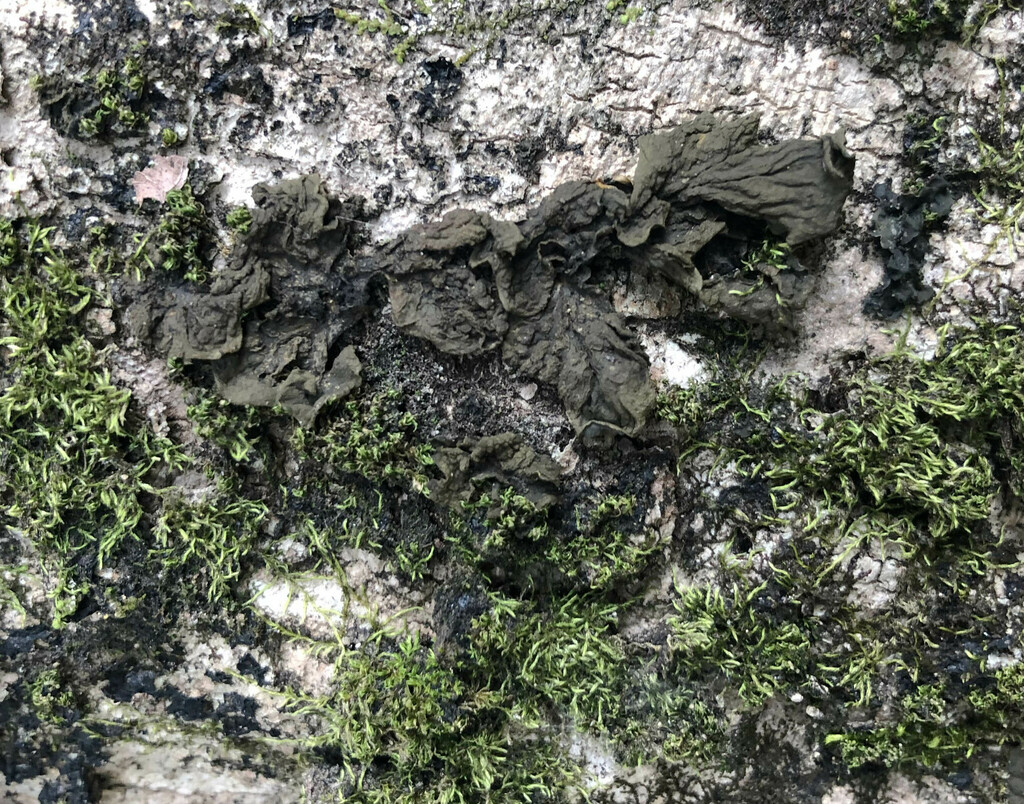 Effervescent Tarpaper Lichen from Kauai County, HI, USA on May 20, 2022 ...