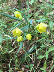 Calochortus pulchellus
