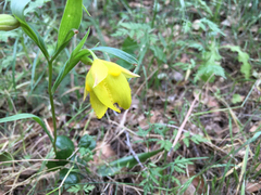 Calochortus pulchellus