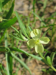 Oenothera spachiana