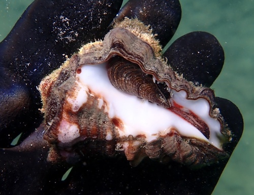 Volutella caestus
