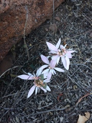 Euphorbia radians