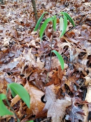 Uvularia sessilifolia