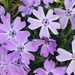 Moss Phlox - Photo (c) phoebemae, some rights reserved (CC BY-NC), uploaded by phoebemae