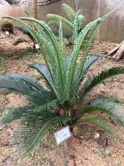 Cycas sexseminifera