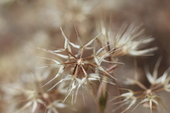 Microseris douglasii