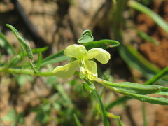 Oenothera spachiana