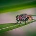 Common House Fly - Photo (c) Ariel Florentino, some rights reserved (CC BY-NC), uploaded by Ariel Florentino