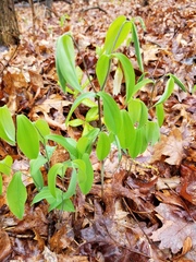 Uvularia sessilifolia
