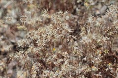 Microseris douglasii