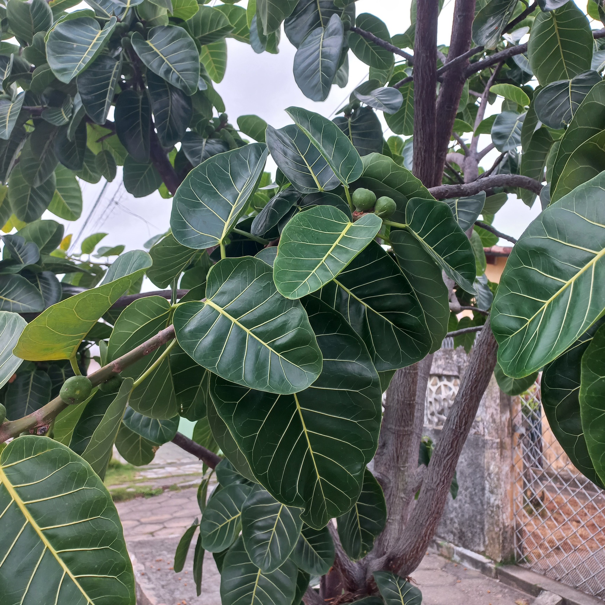 Imagem de Gameleira-branca