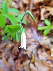 Uvularia sessilifolia