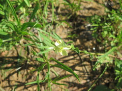 Oenothera spachiana
