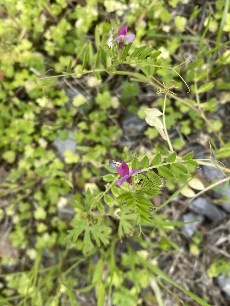 Common Vetch from Cloud Springs Rd, Fort Oglethorpe, GA, US on March 27