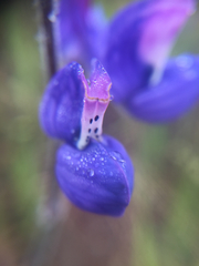 Lupinus nanus