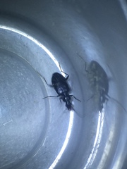 Platyninae