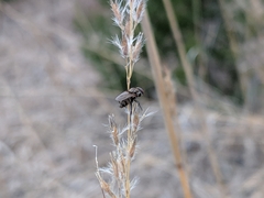 Diptera