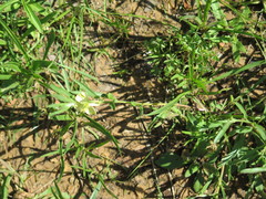 Oenothera spachiana