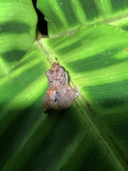 Pristimantis brevicrus