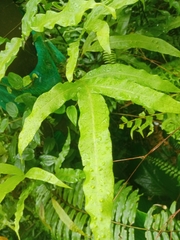 Microsorum membranifolium