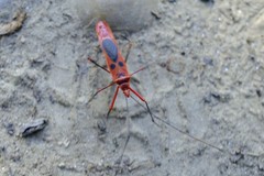 Macrocheraia grandis