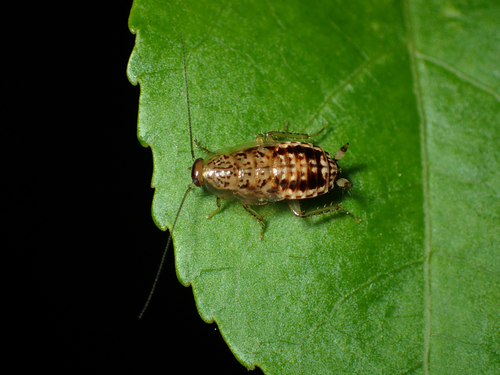 Small yellow cockroach photo 3
