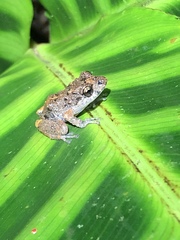 Pristimantis brevicrus