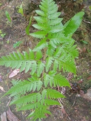 Davallia solida