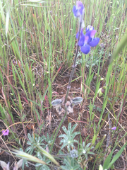 Lupinus nanus