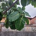 Ficus nymphaeifolia - Photo (c) riancarlos, some rights reserved (CC BY-NC)