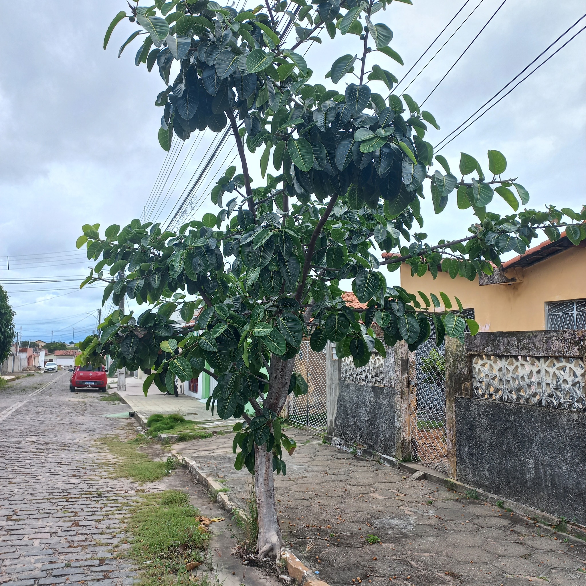 Imagem de Gameleira-branca