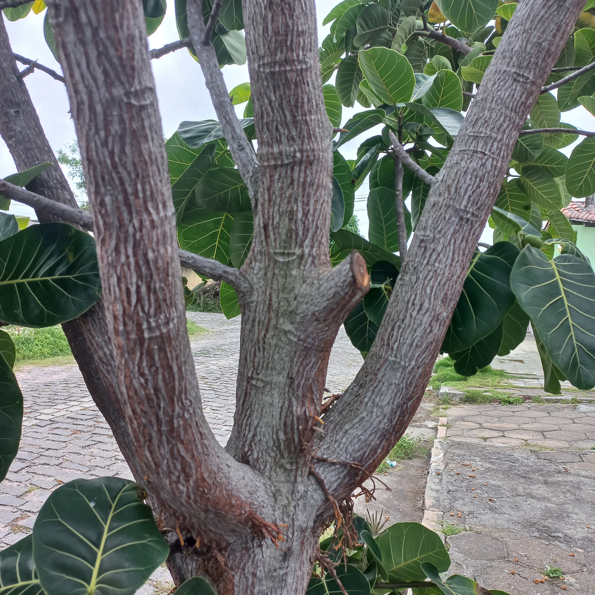 Imagem de Gameleira-branca