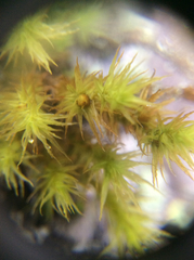 Orthotrichum papillosum