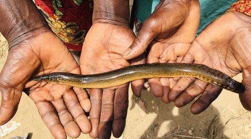 Liberian spiny eel (Mastacembelus liberiensis) — Mastacembelidae