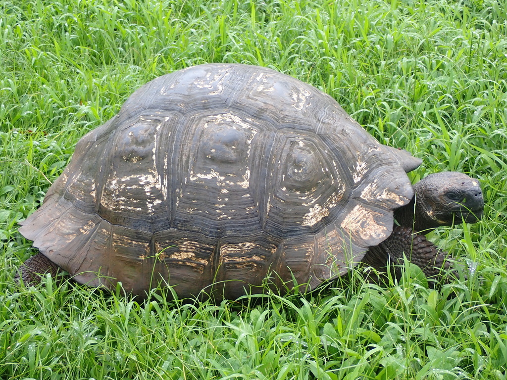 Galápagos Giant Tortoise from El Chato Ranch - Giant Tortoise Reserve ...