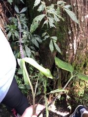 Arisaema penicillatum