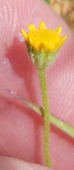 Hymenoxys odorata