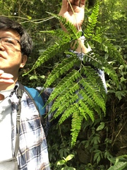 Arachniodes rhomboidea