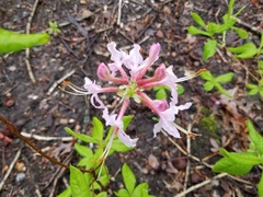 Rhododendron periclymenoides