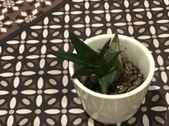 Haworthia