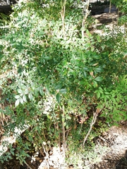 Nandina domestica