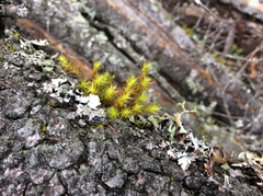 Orthotrichum papillosum