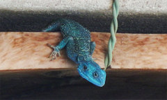 Acanthocercus gregorii