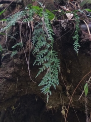 Asplenium wilfordii