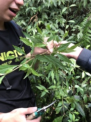 Callicarpa randaiensis