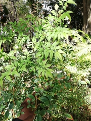 Nandina domestica