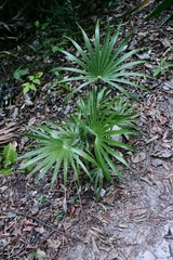 Thrinax radiata