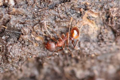 Tawny Collared Ant