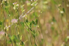 Trifolium bifidum